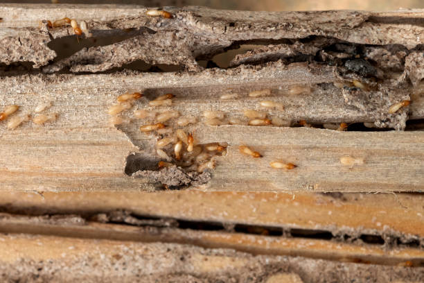 Best Pest Removal Services  in Irondale, GA