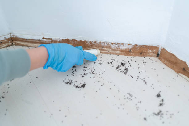 Best Wasp Removal Services  in Irondale, GA